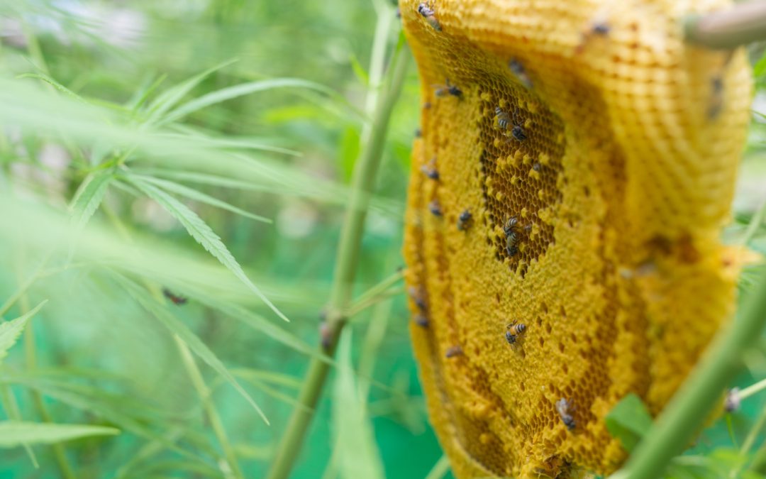 Fédération des Producteurs pour le Développement Agricole (FPDA)